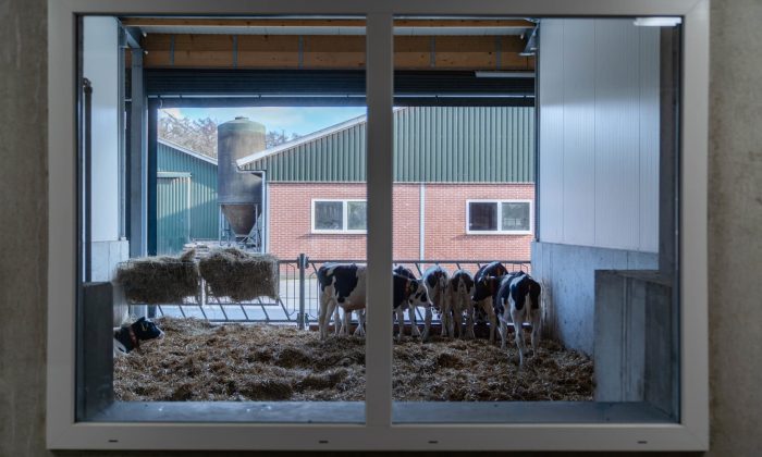 Calf residence from office VP Landbouw