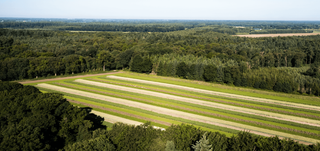 Strokenteelt homepage_1